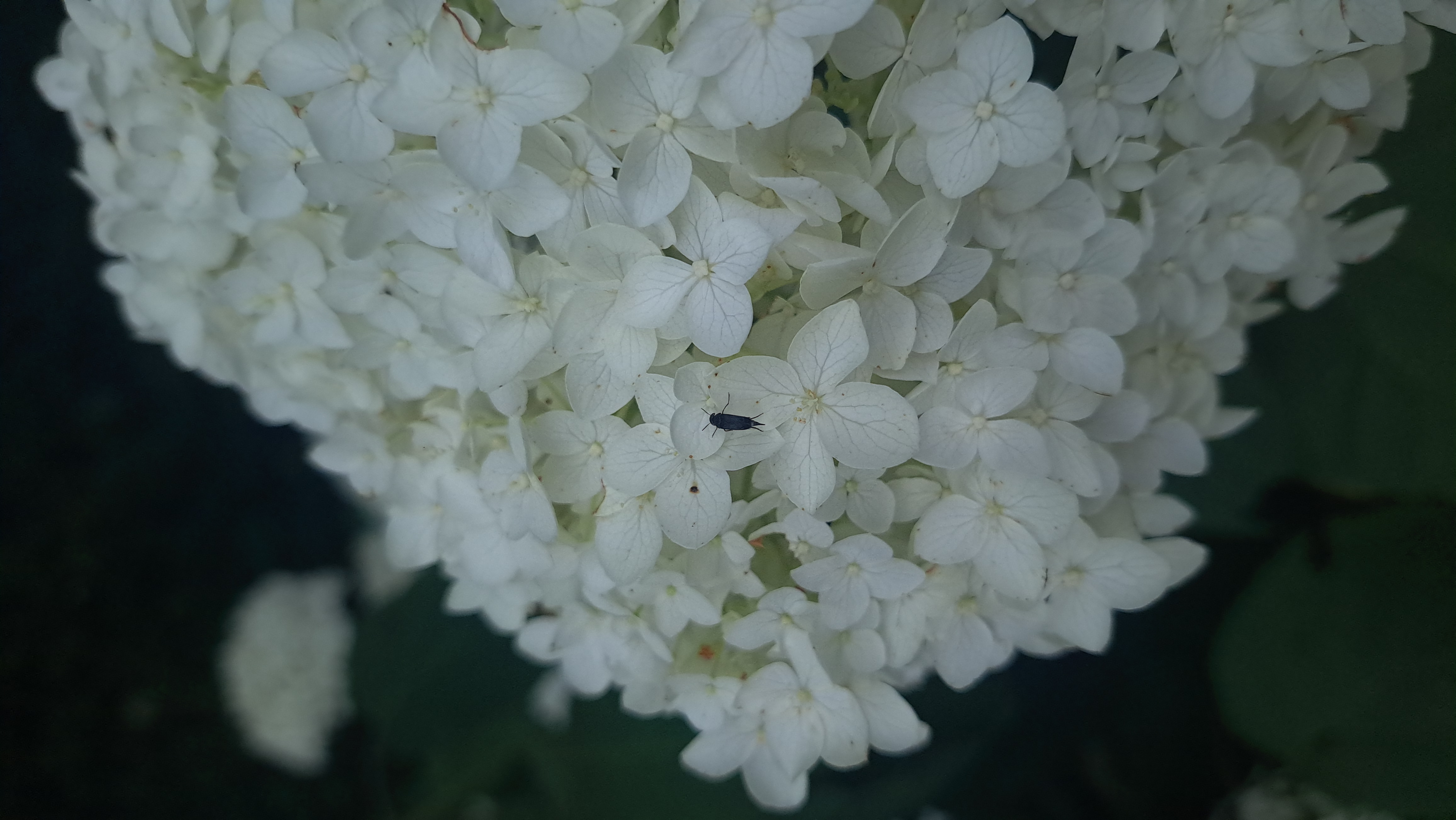 Flowers 01