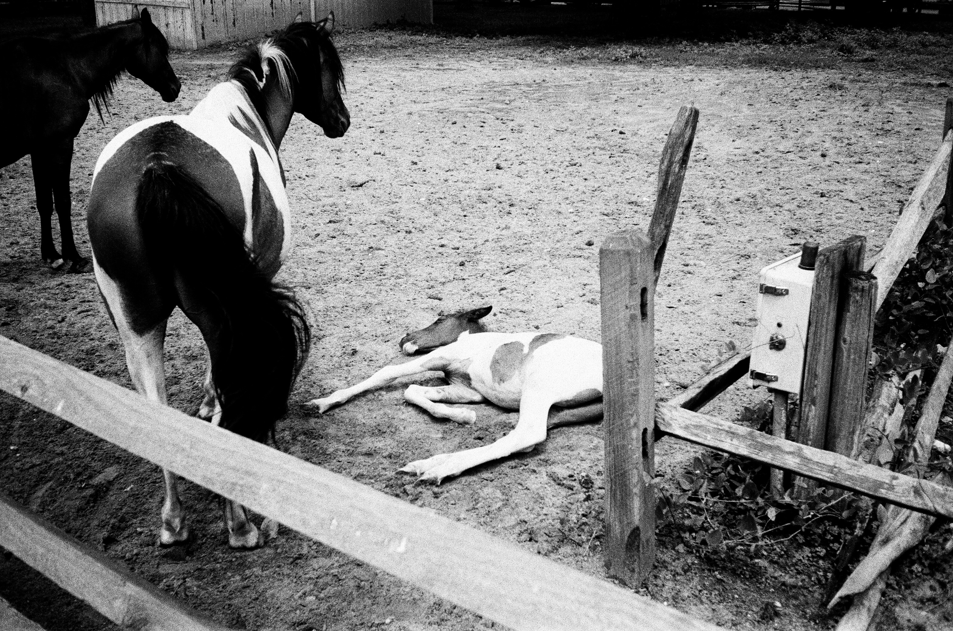 Sleeping Foal