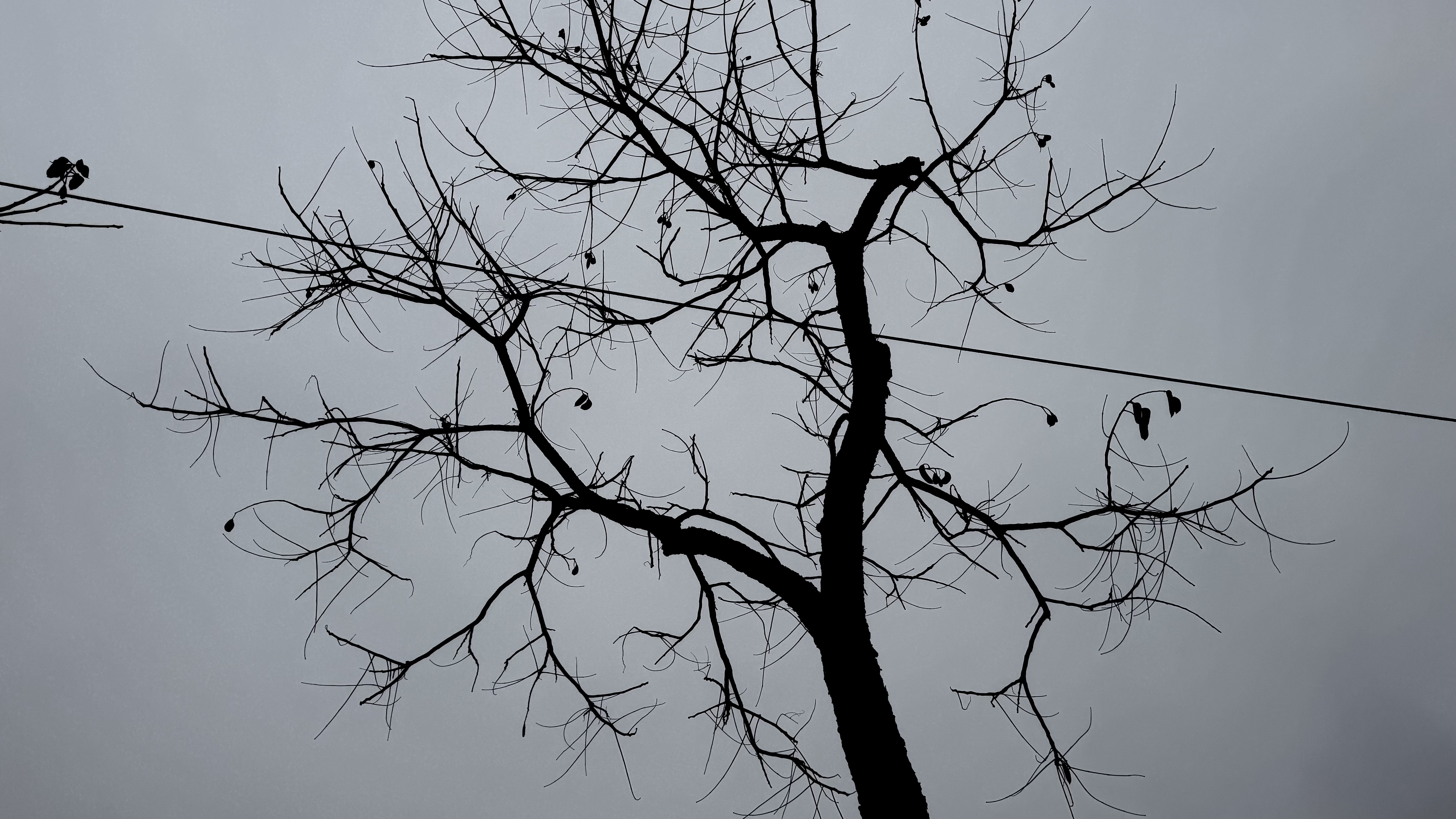 Naked Tree